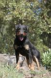 JAGDTERRIER ALLEMAND 015